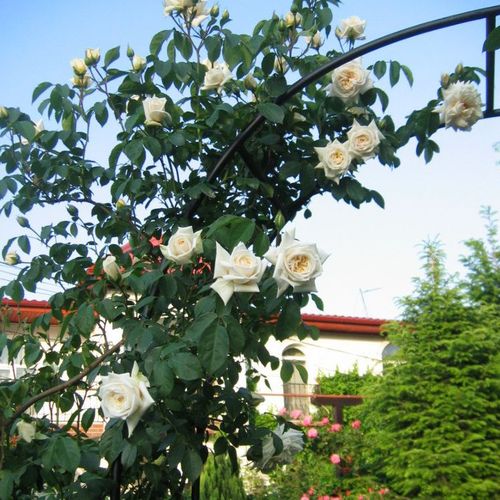 Čistě bílá - Stromkové růže, květy kvetou ve skupinkách - stromková růže s převislou korunou